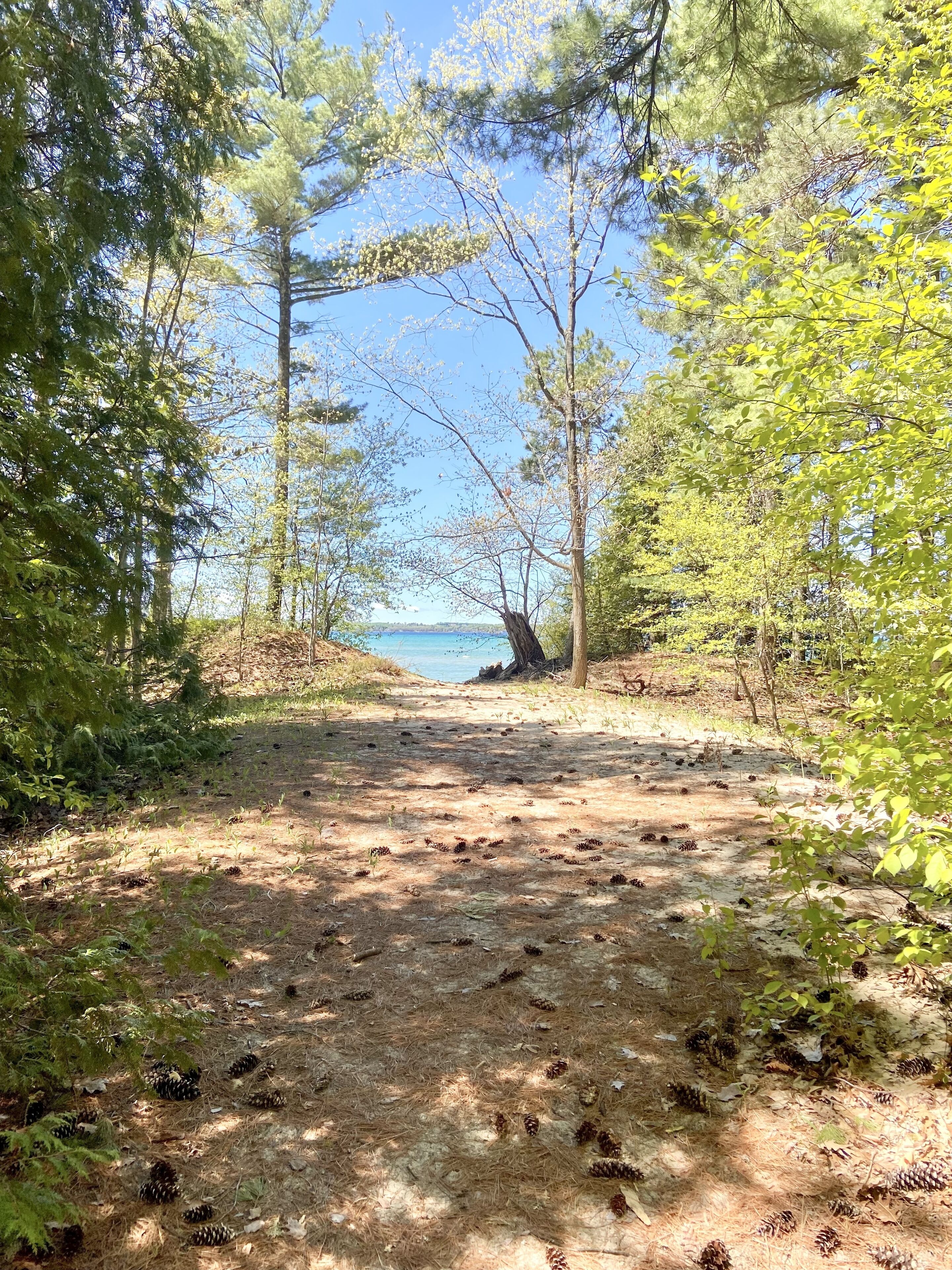 Skovområde med frit udsyn til havet i det fjerne.