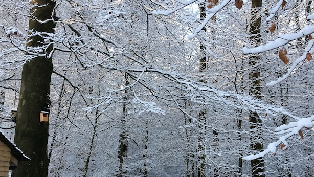 A forested area with snow-covered ground and trees, a wooden structure, and a stone wall. - Lily cottage In An Idyllic Riverside Location, Lake District Nation Park. (Selside Kendal,)