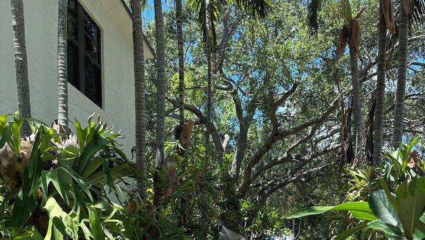 Un hamac dans un jardin luxuriant, avec un chemin en briques et un feuillage dense.