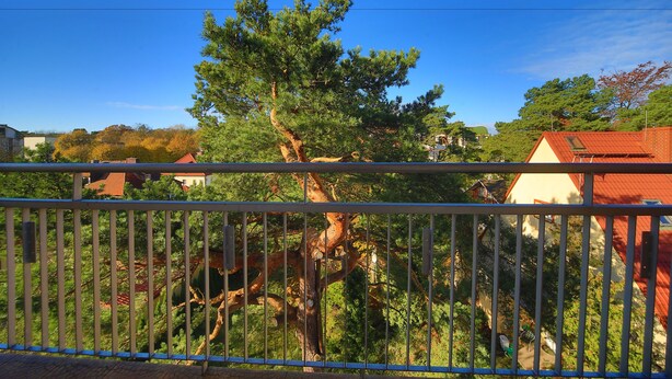 Un arbre à l’écorce épaisse et au feuillage dense, une clôture en métal et, au fond, des bâtiments aux toits rouges.