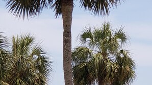 Une plage bordée de palmiers, offrant une vue dégagée sur l’océan.