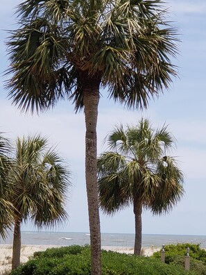 On the beach - Beautiful Wild Dunes ! Relax and Enjoy the Natural Coastal Beauty ! (Isle of Palms)