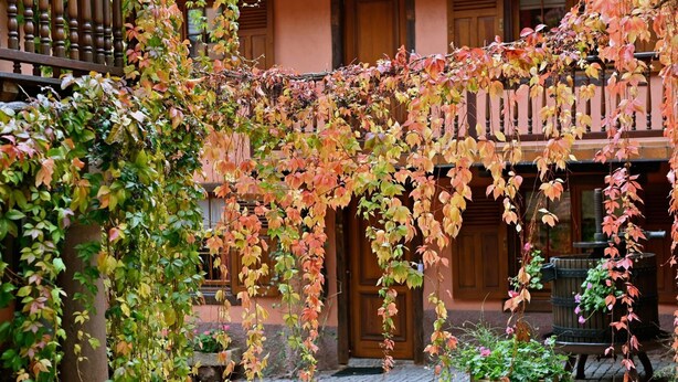 Une cour avec une clôture en bois, un banc en pierre et un pot de fleurs.