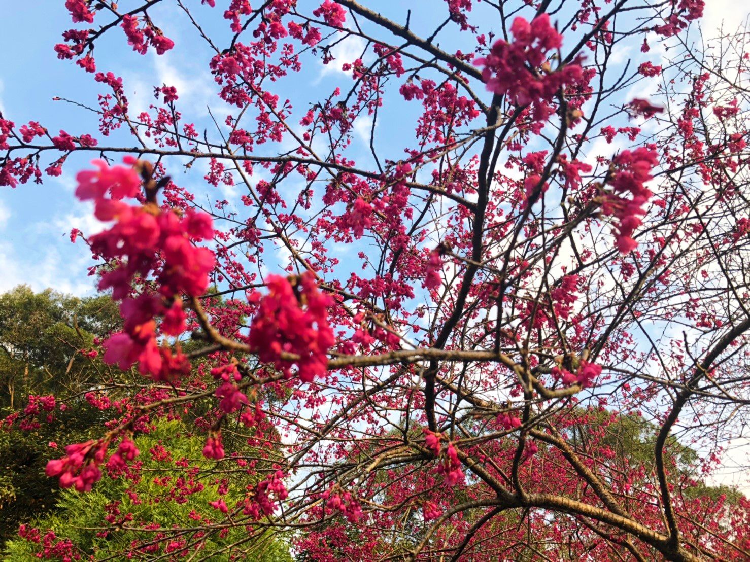 Un arbre aux fleurs roses, sur fond de ciel bleu.
