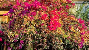 A building entrance with a vibrant bougainvillea arch, a stone gate, and a sign for 'Smirna Aparts'. - Smyrna Pansiyon (Kas)