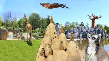 Ein Zoo mit Giraffen, Lemuren und einem Raubvogel.