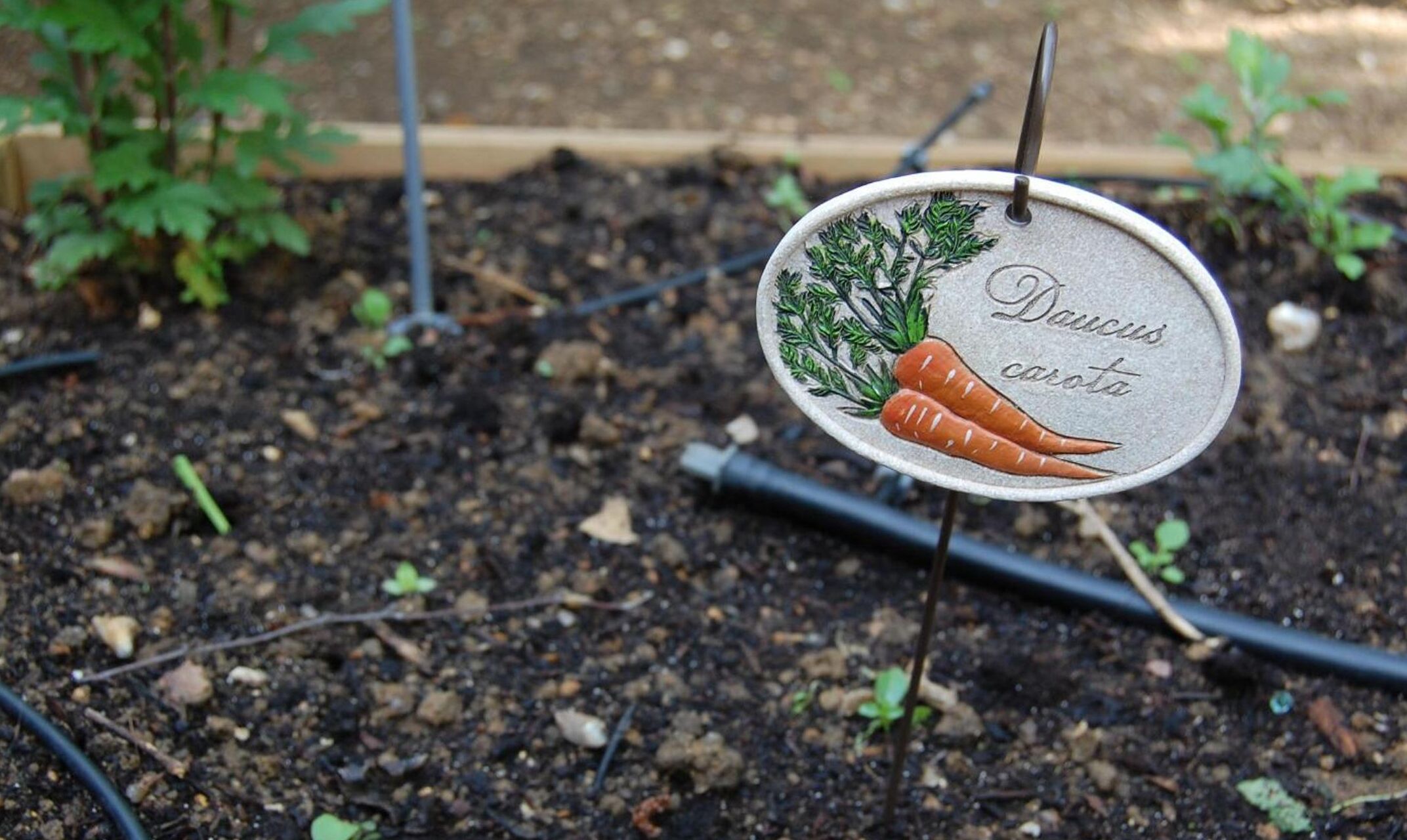 Kasvimaa, jossa on kyltti, jossa lukee ”Daucus carota”, sekä kuvia porkkanoista ja persiljasta.