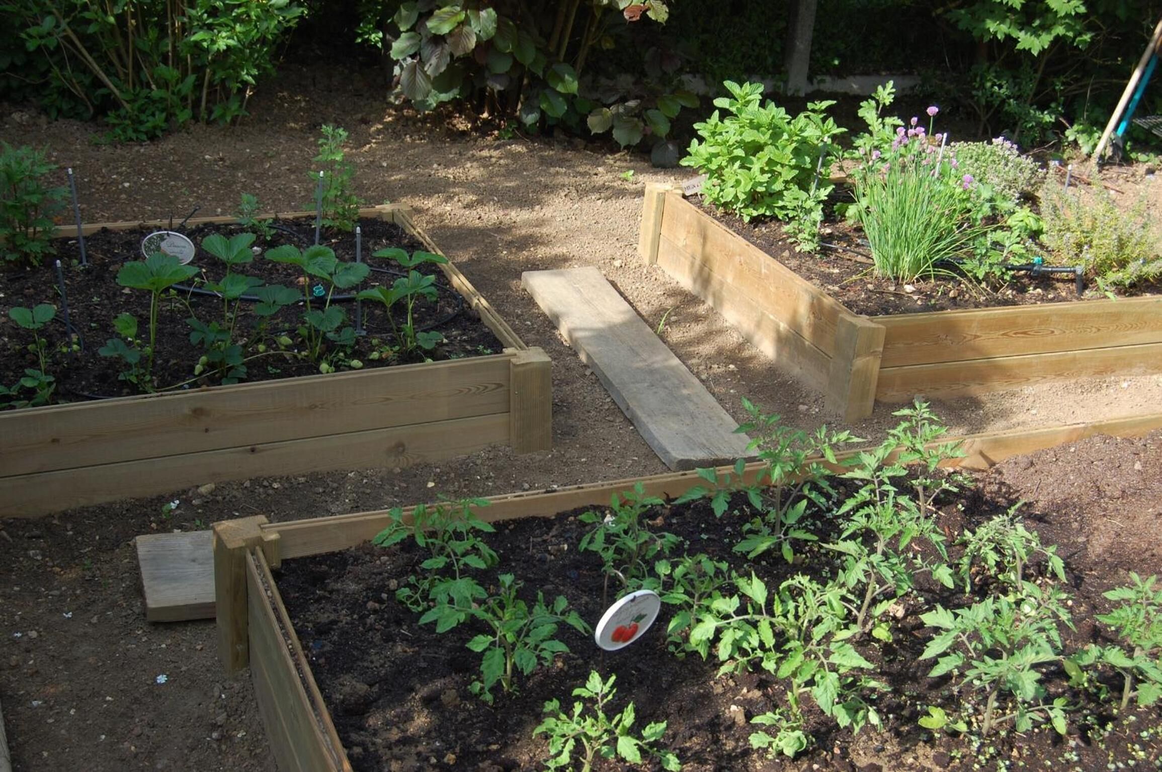 Ein Garten mit erhöhten Blumenbeeten und verschiedenen Pflanzen.