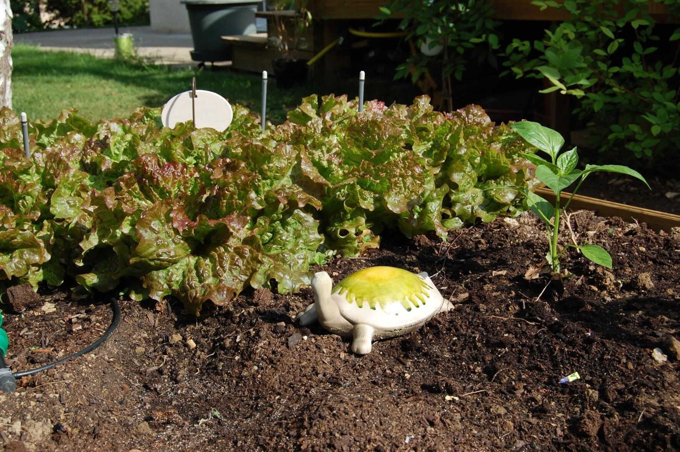 Un jardin avec des plants de laitue et une statuette de tortue.