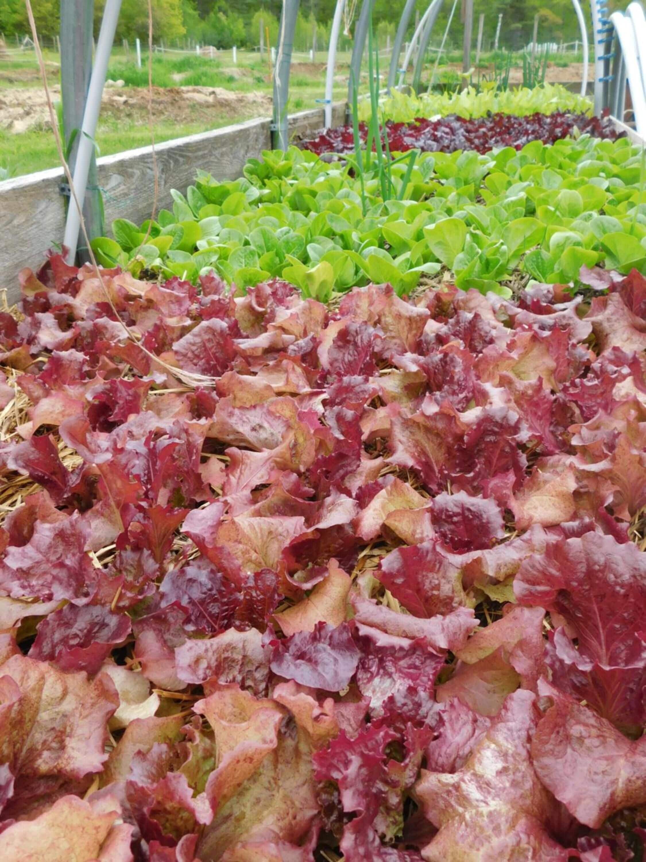 Um jardim com fileiras de vegetais folhosos, incluindo variedades vermelhas e verdes, sob uma estrutura com suportes de metal.