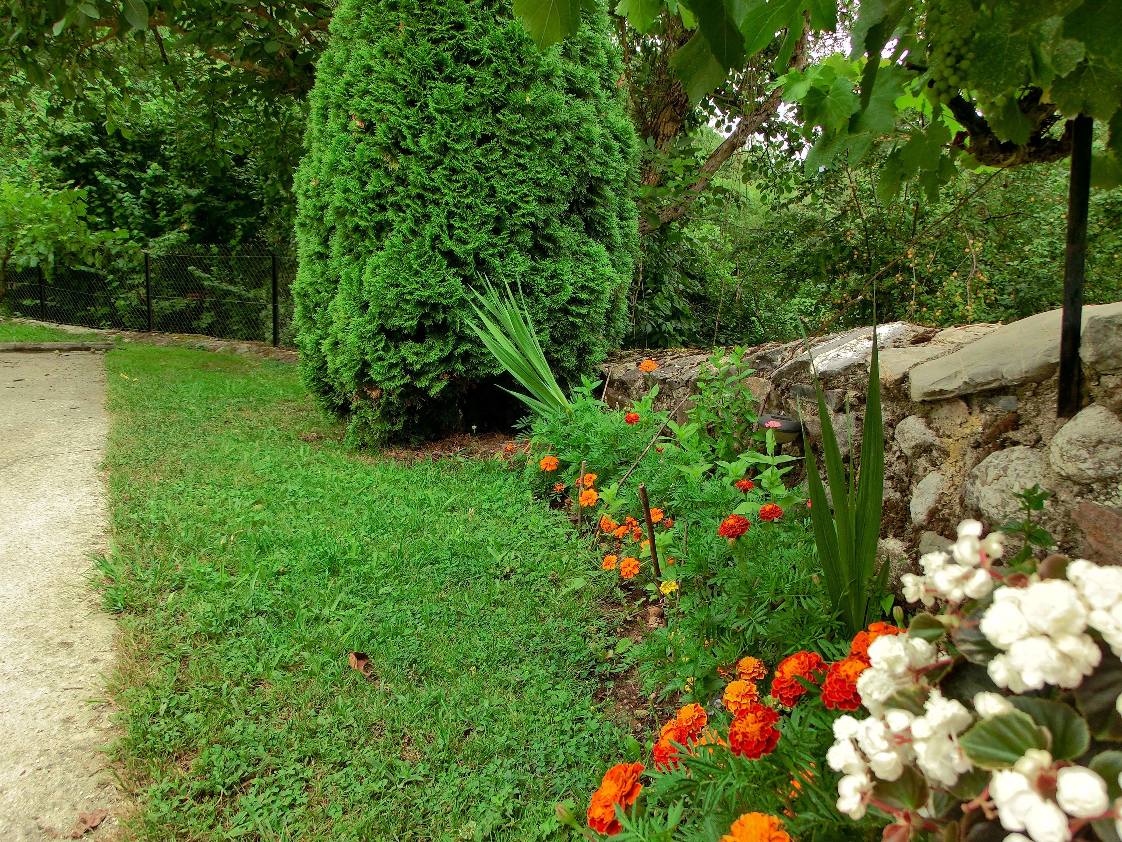 A garden with a stone wall, a neatly trimmed bush, and a variety of flowers.