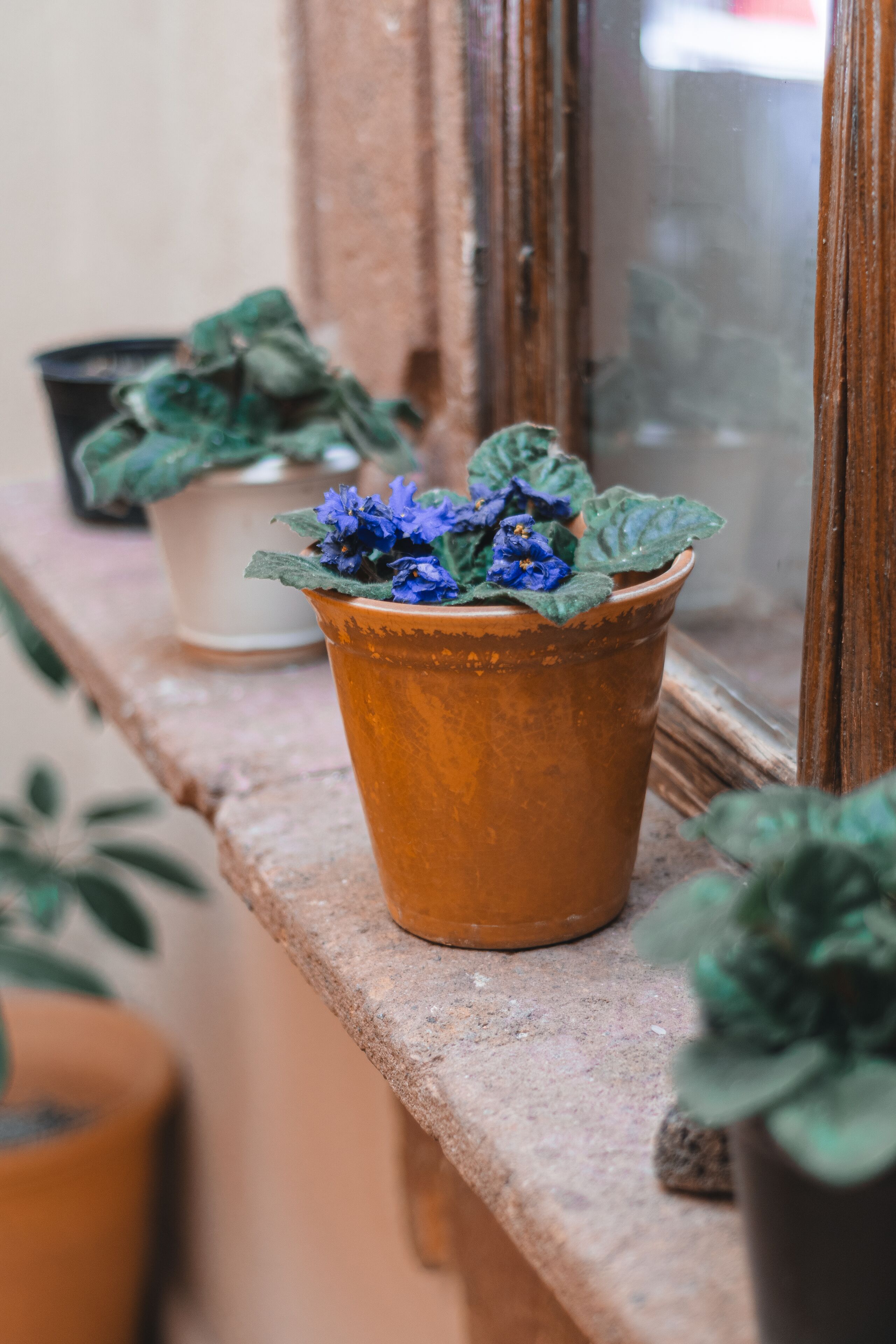 A window sill with terracotta pots containing blue flowers and green foliage.