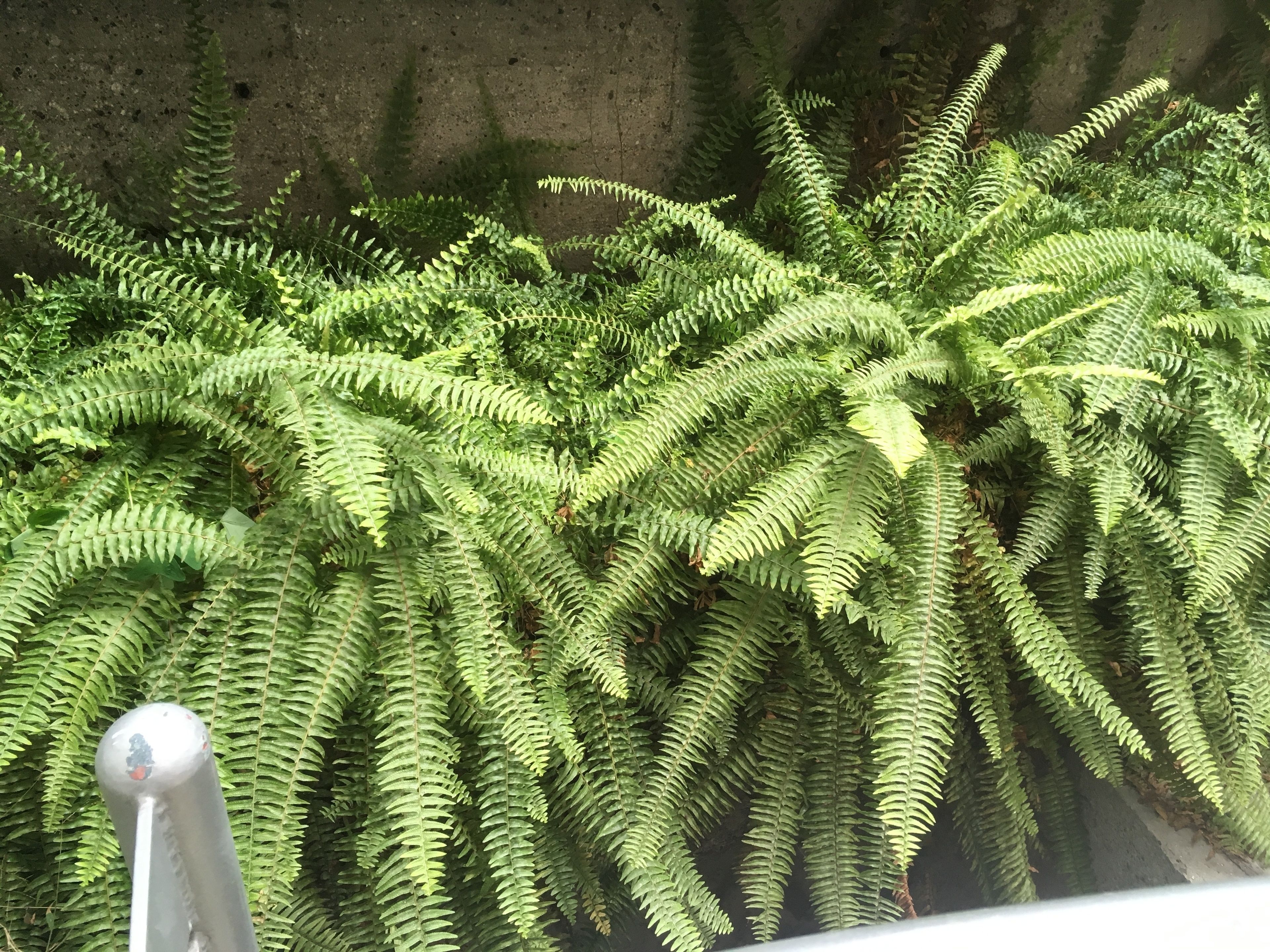 Foto - Hotel Ayenda Normandy