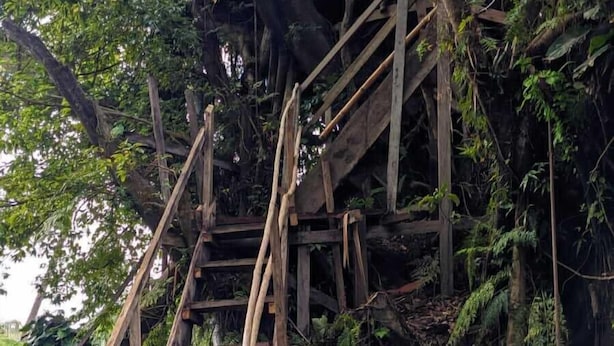 A wooden staircase leading up a rocky cliff, surrounded by dense foliage and trees. - Castle Tree House (Tanna Island)
