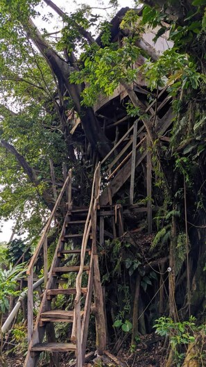Un escalier en bois menant au sommet d’une falaise rocheuse, entouré d’une végétation luxuriante et d’arbres.