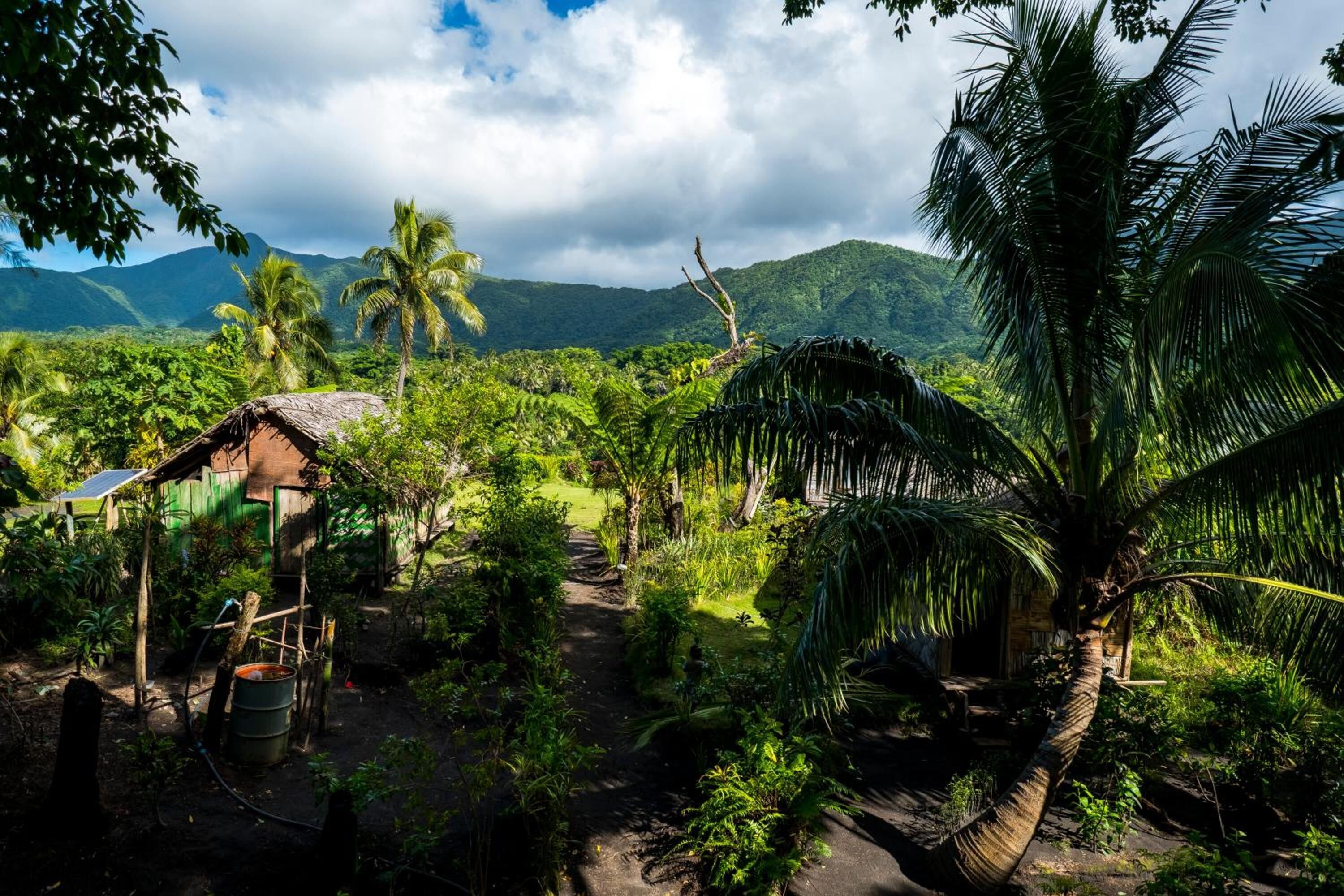 A rural setting with a thatched-roof hut, a palm tree, and a path leading through lush greenery.