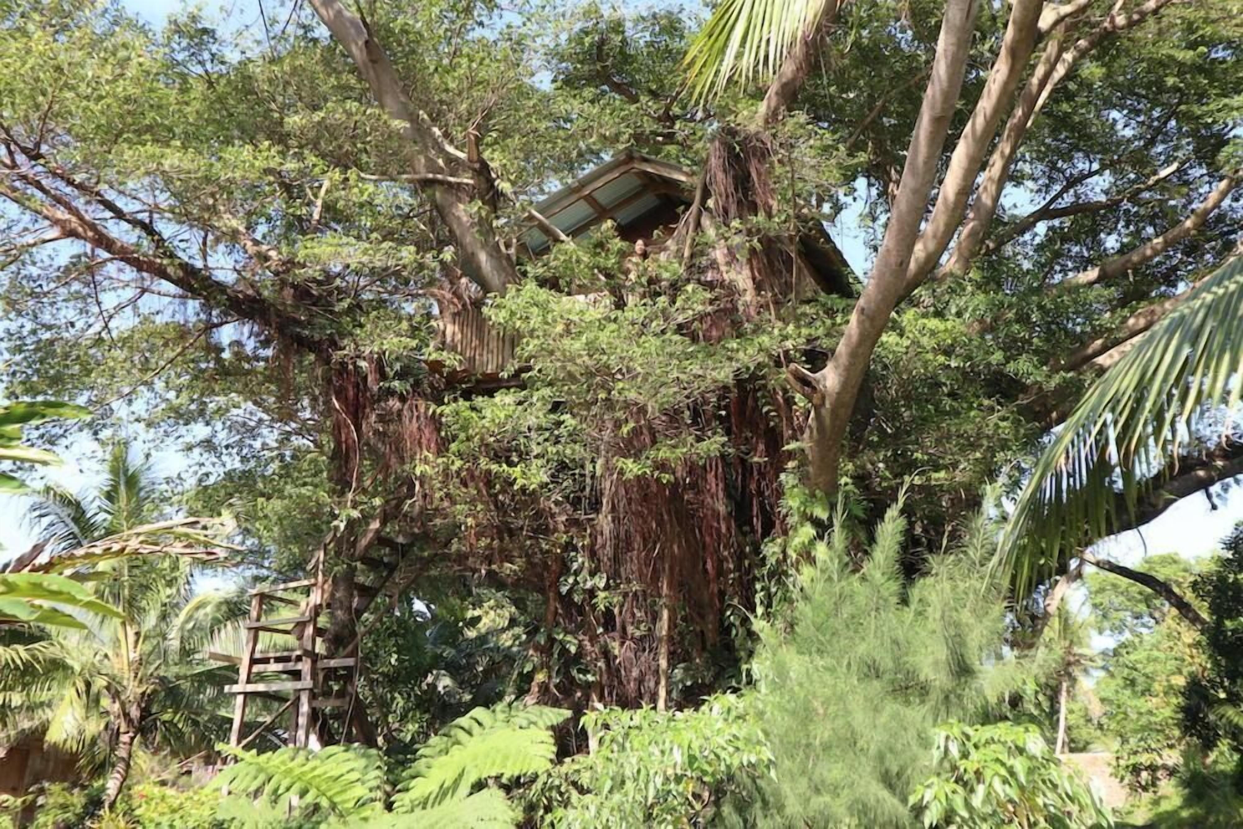 Una casa sull'albero costruita in un grande albero, circondata da fitta vegetazione.