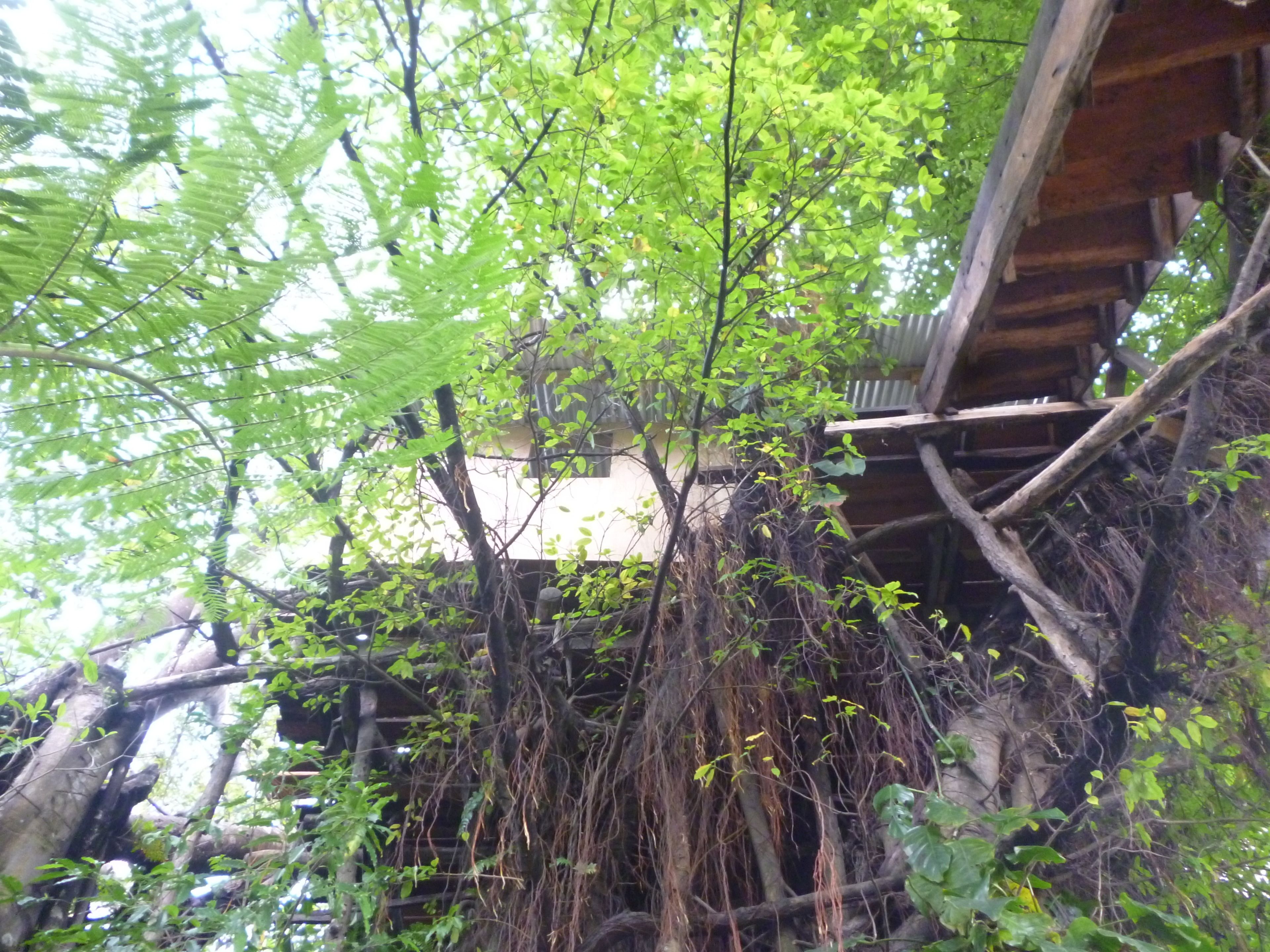 Una estructura de madera rústica rodeada de follaje y árboles frondosos.