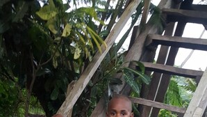 A child climbing a wooden staircase surrounded by greenery. - Castle Tree House (Tanna Island)