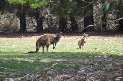 Discovery Parks - Kangaroo Island
