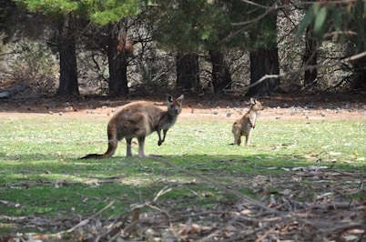 Discovery Parks - Kangaroo Island