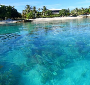 A clear view of a beach with turquoise water, palm trees, and a building with a white roof in the background. - Rangiroa Tiputa Lodge B&B (Rangiroa)