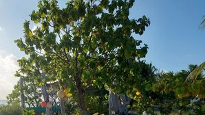 A tree-lined area with yellow kayaks on the sand. - Rangiroa Tiputa Lodge B&B (Rangiroa)
