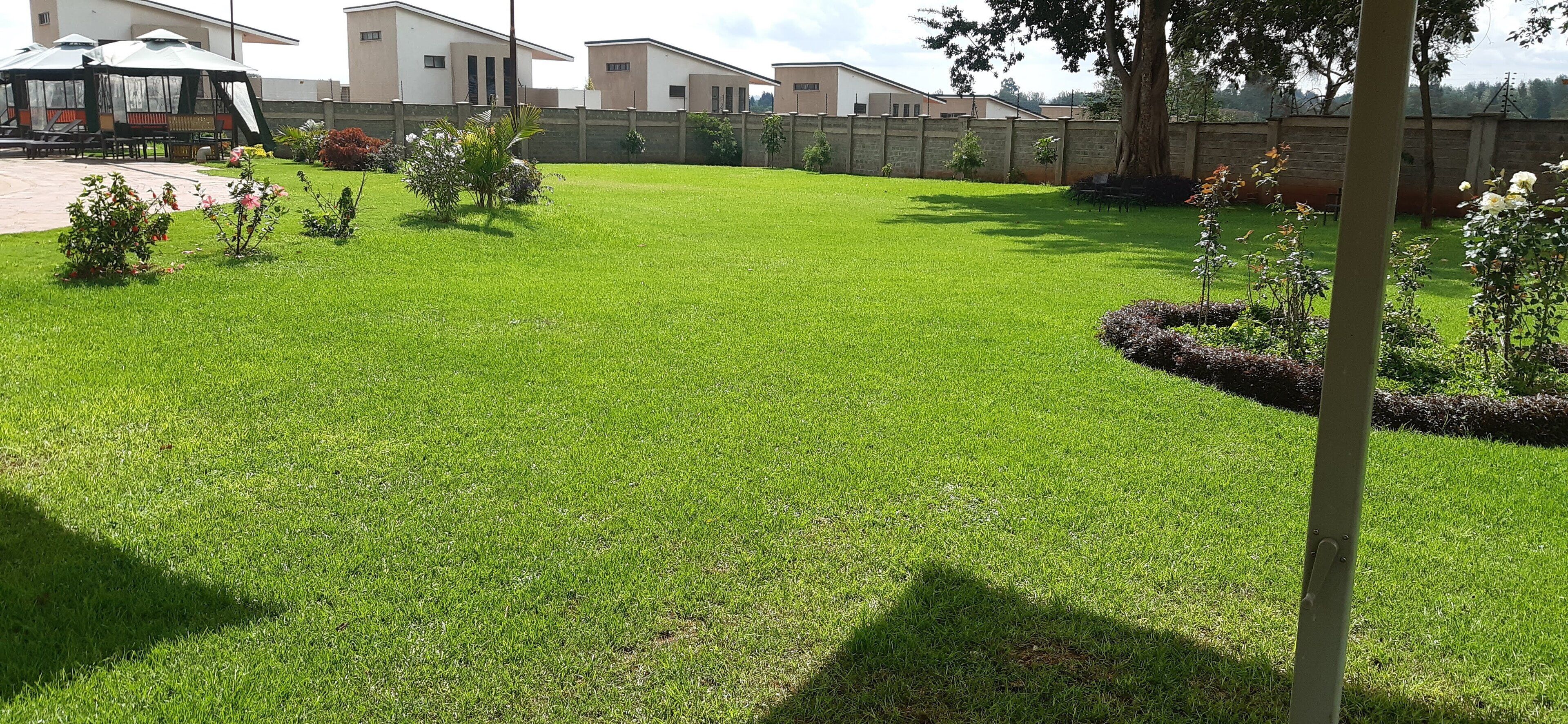A well-maintained lawn with a few small bushes and a tree.