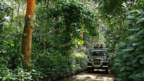 A vehicle navigating a narrow forest path. - PepperVine (Peermade)