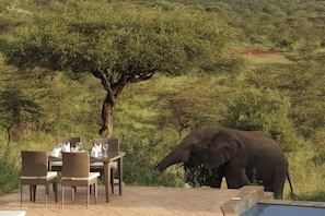 An outdoor dining area with wicker chairs and a table set for two, overlooking a savannah landscape with a tree and an elephant in the background.