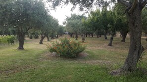 Property grounds - Serra E Mesu (Bosa)