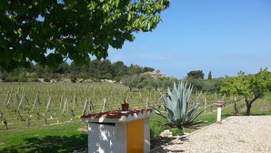 Viñedo con hileras de vides, un pequeño edificio blanco con puerta amarilla y una planta de agave.