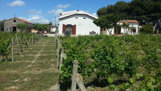 Viñedo con hileras de vides y un edificio blanco con una puerta roja al fondo.