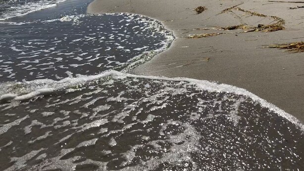 A beach with waves gently lapping onto the shore, seaweed scattered across the sand, and a forested area in the background. - Gasthaus & Pension Zur Schaabe (Glowe)