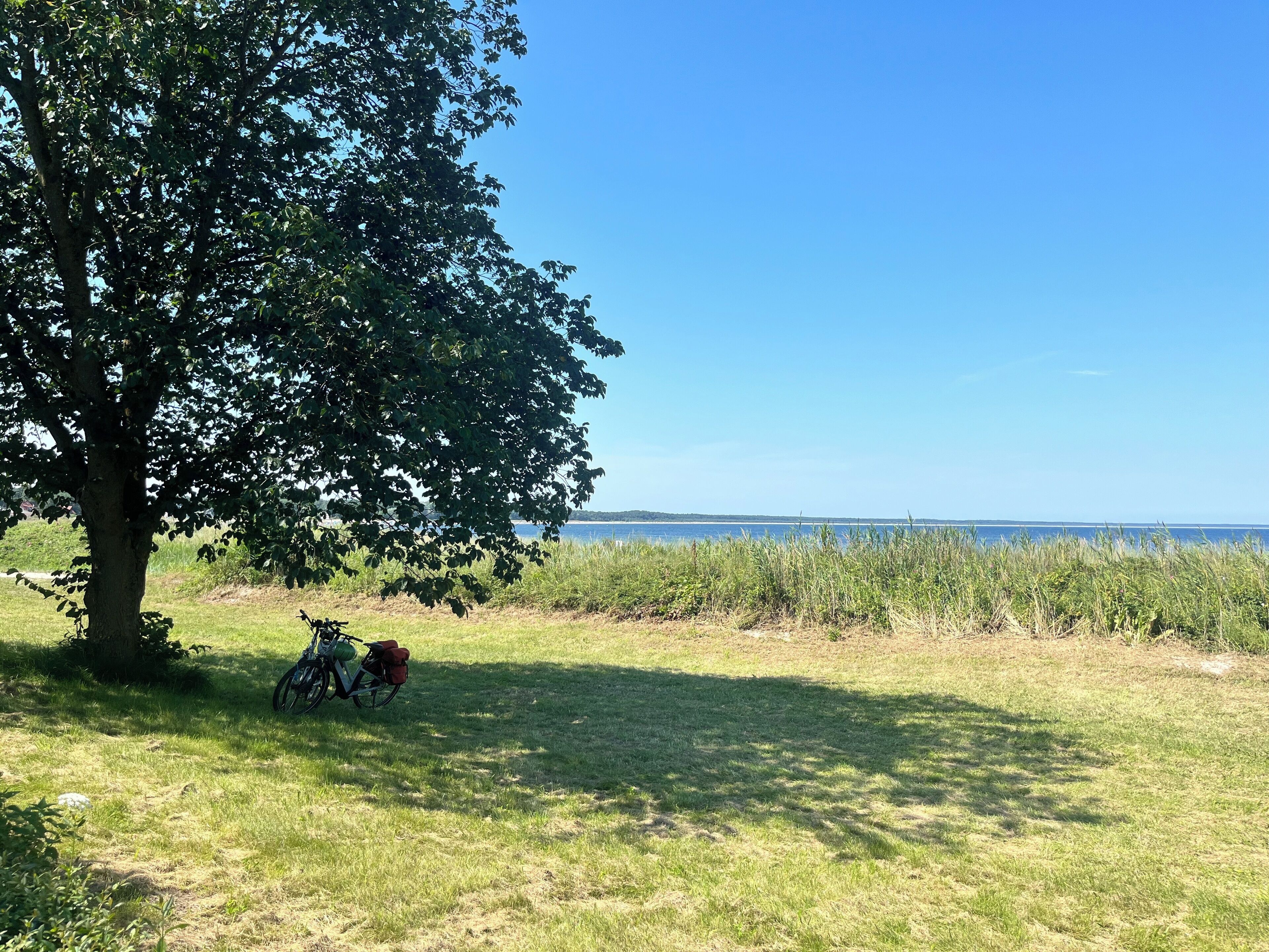 En græsplæne med en cykel og et træ.