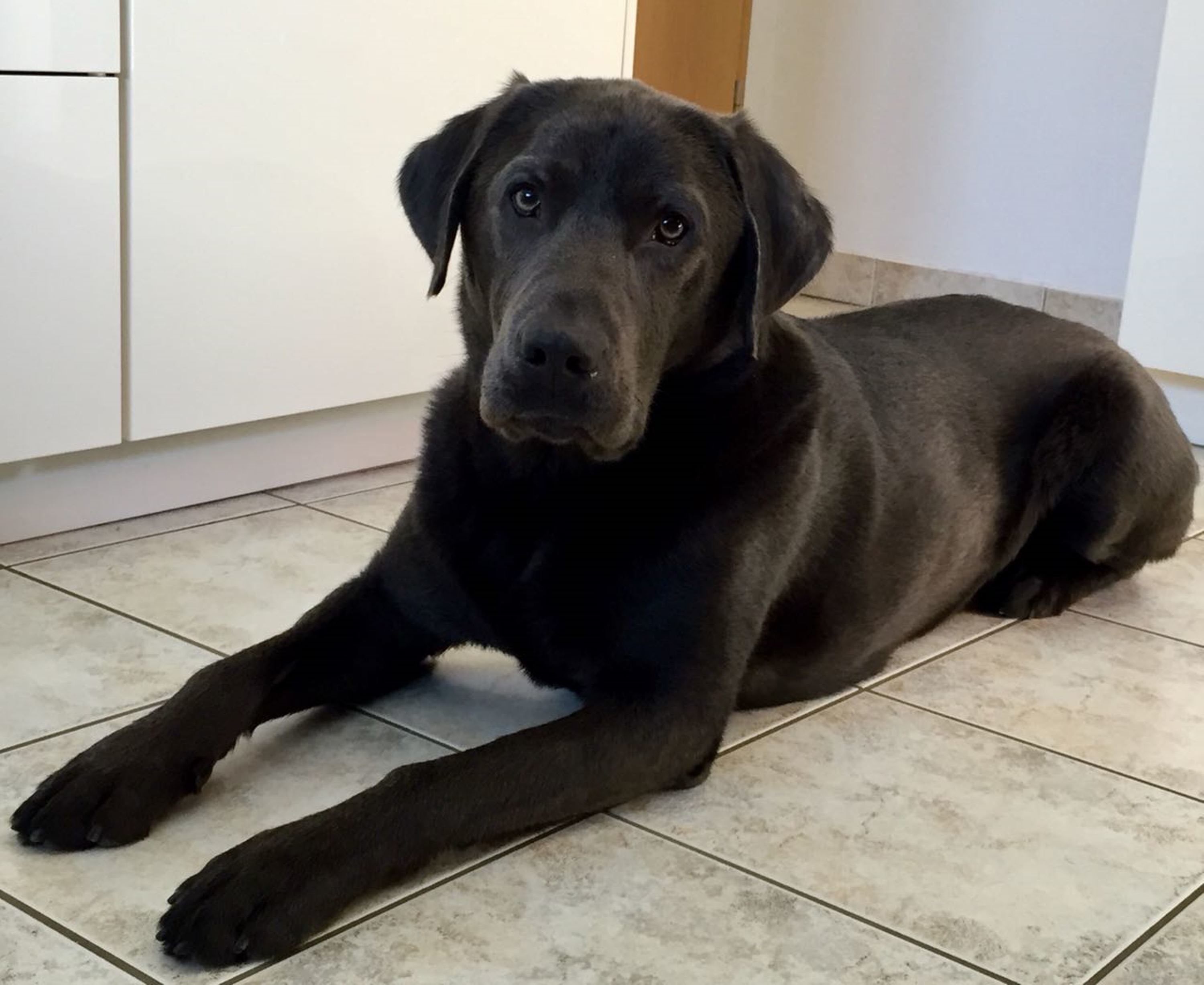 A black dog lying on a tiled floor in a room with white cabinets.