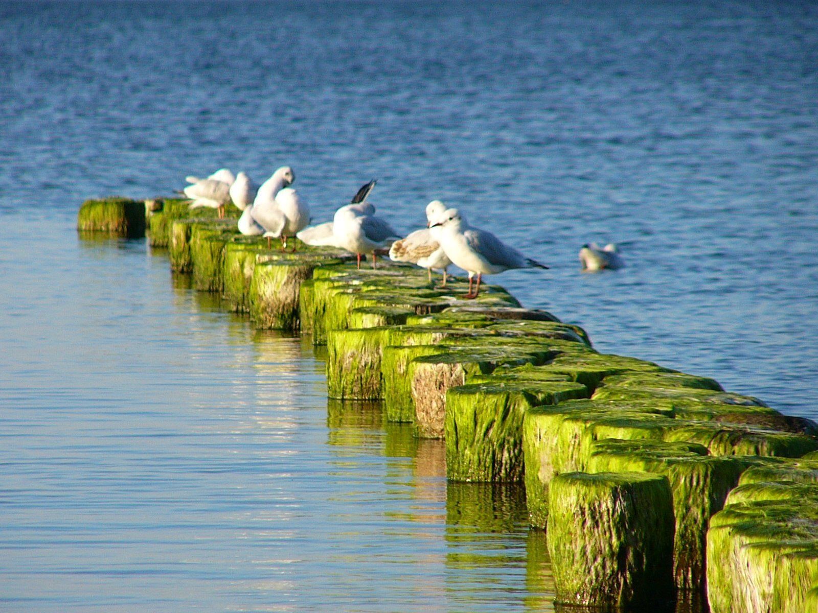 A row of wooden posts covered in green algae, with several seagulls perched on them.