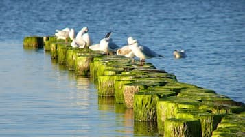 A row of wooden posts covered in green algae, with several seagulls perched on them.