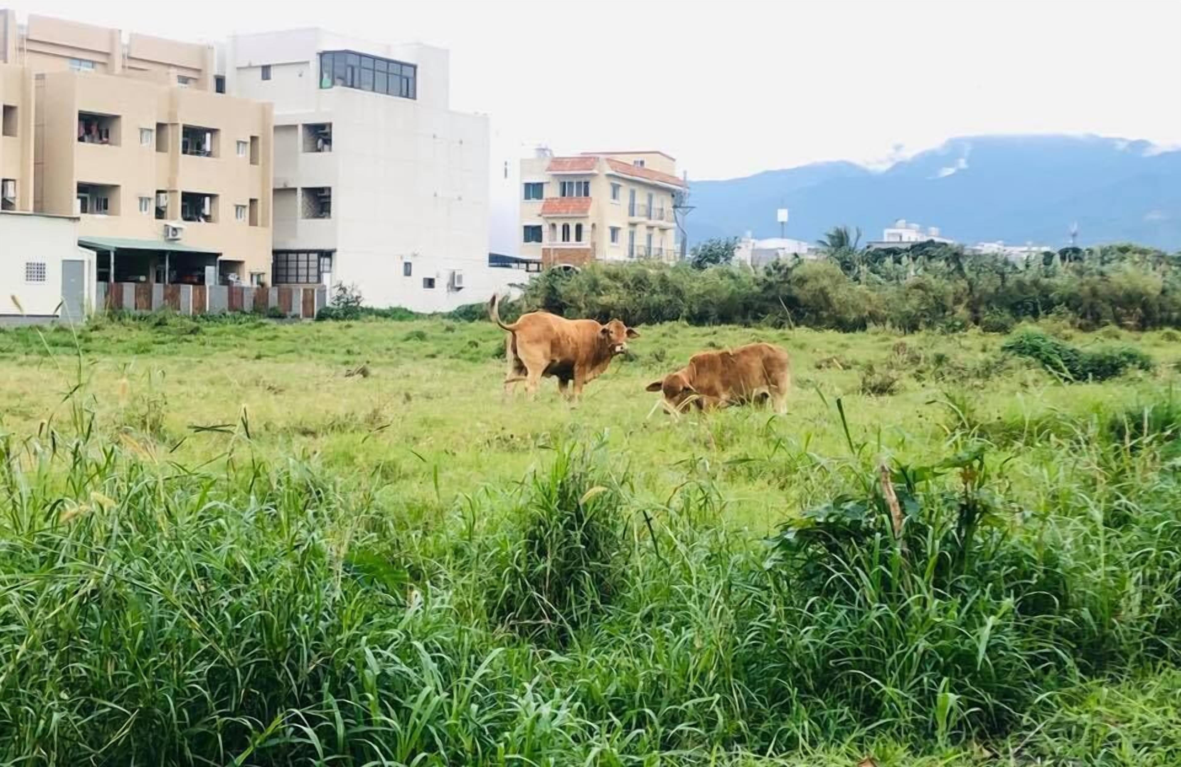 Un campo cubierto de hierba con dos vacas al frente y edificios al fondo.