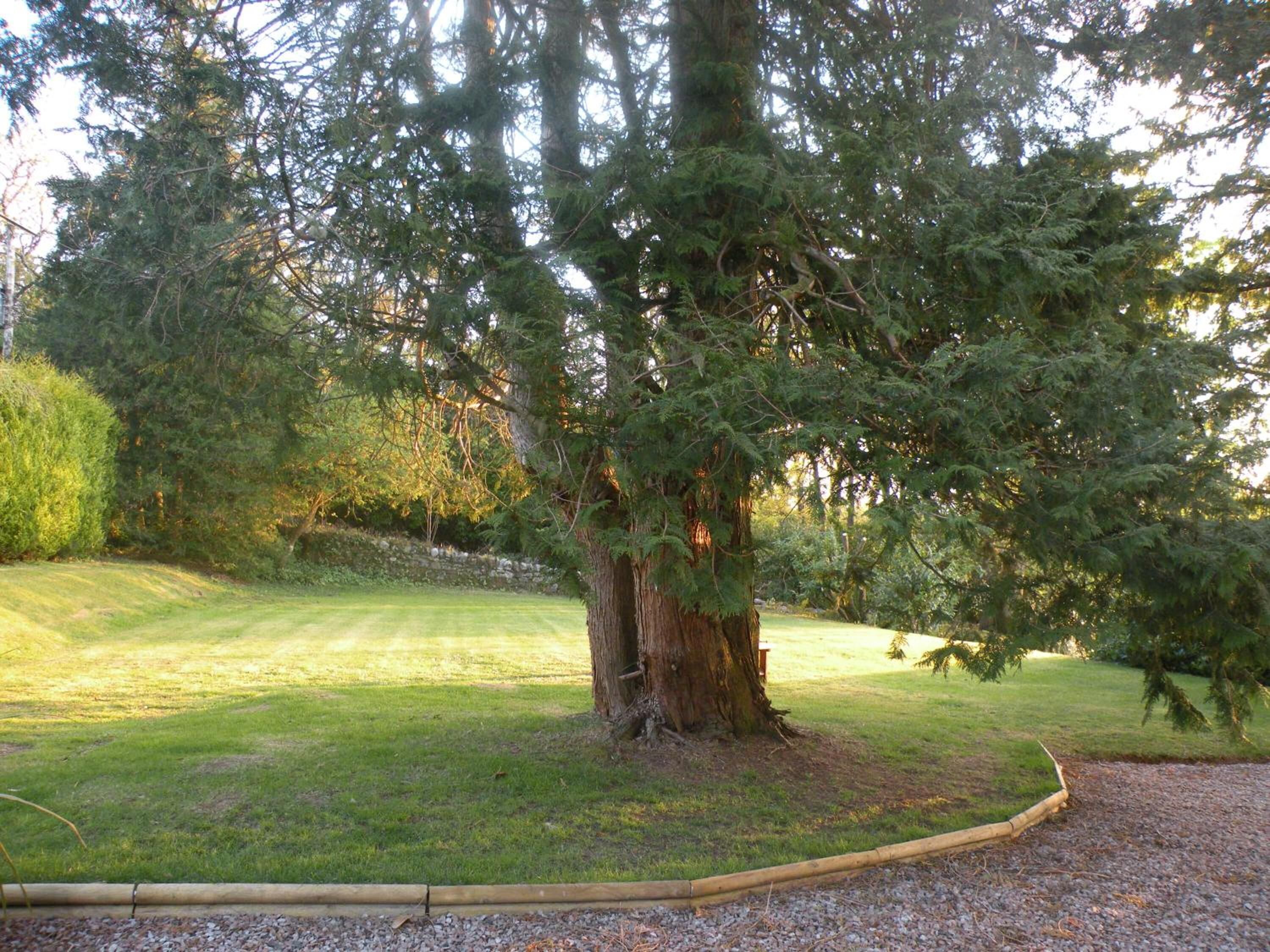 Un gran arbre de coníferes en una zona enjardinada i ben cuidada, amb un mur de pedra al fons.
