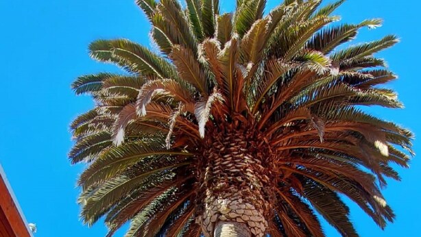 Una palmera alta en un patio con un cielo azul despejado.