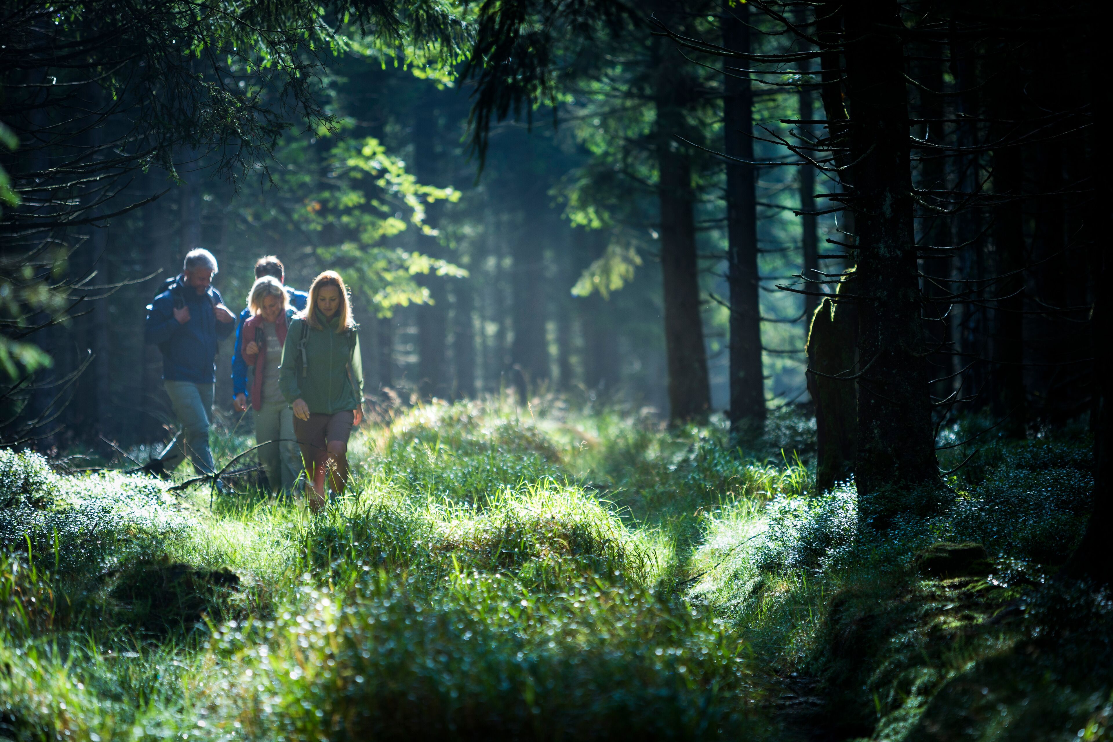 Un sentier forestier où l’on voit des personnes se promener.