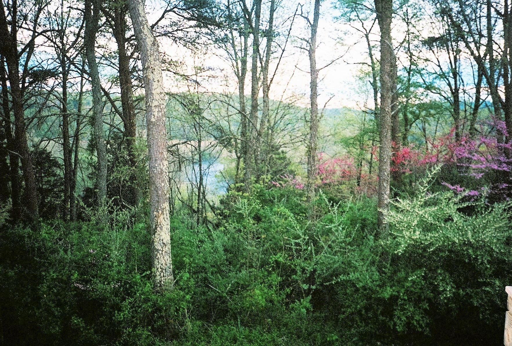 A dense forest with tall trees and a variety of green foliage.