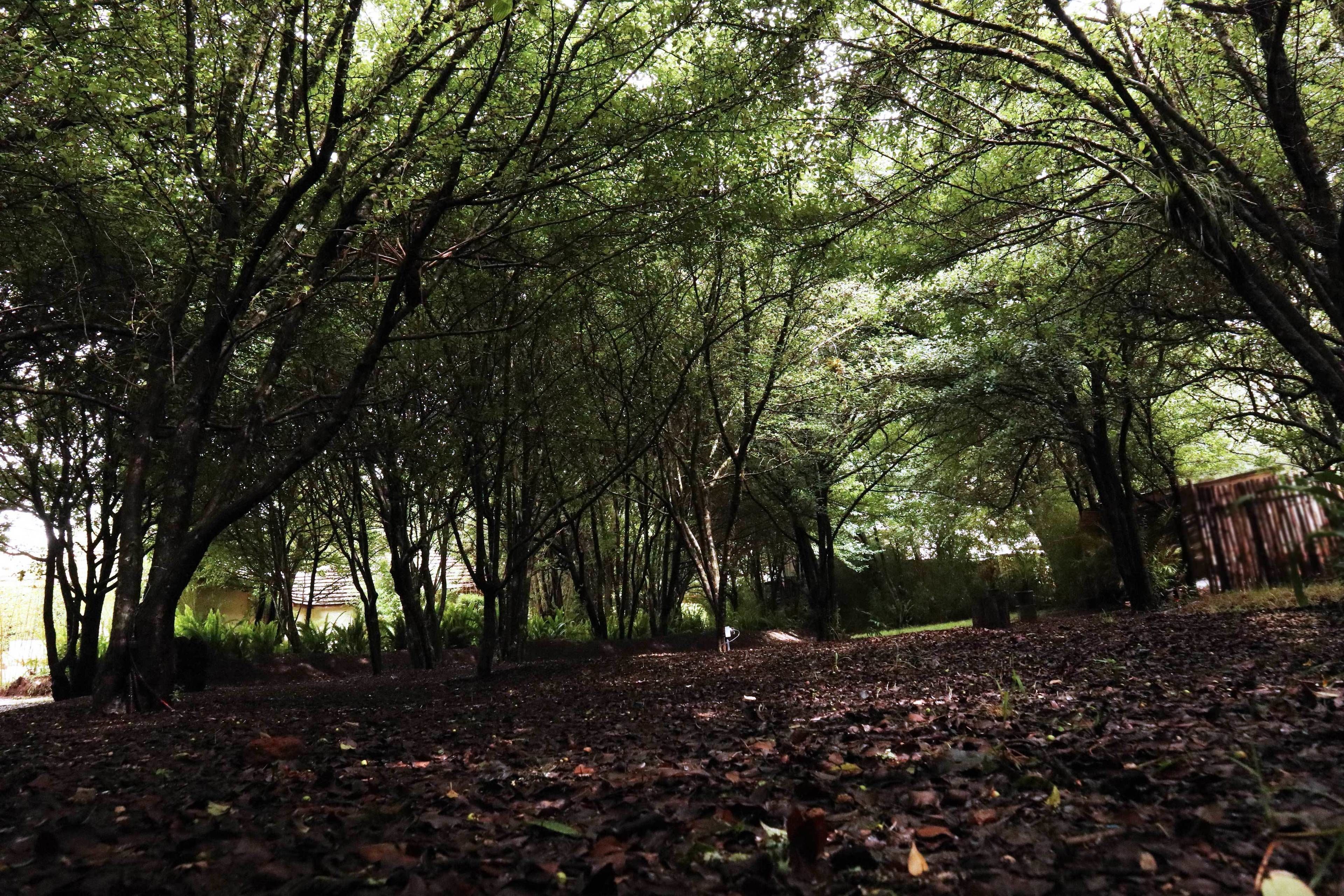Une zone boisée avec un sentier recouvert de feuilles mortes.