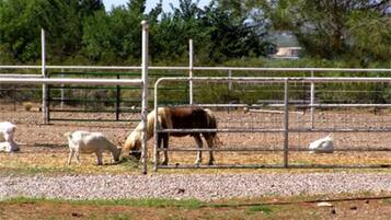 A fenced area with a horse and a dog.
