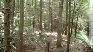A forested area with a wooden staircase leading up. -  In Town with a Spectacular View - Walk to the Parkway! (Gatlinburg)