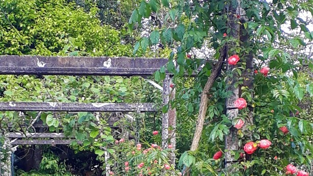 Un sendero en un jardín con un arco de madera que da paso a un túnel.