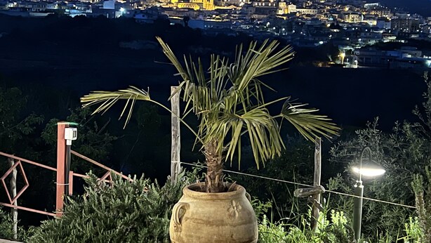 A night view of a cityscape with a large pot of palm tree in the foreground. -  "Little cottage
 surrounded by olive and almond trees (Noto)