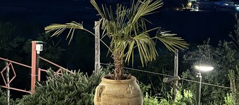 "Little cottage
 surrounded by olive and almond trees