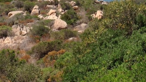 Un paisaje costero con terreno rocoso y vegetación.